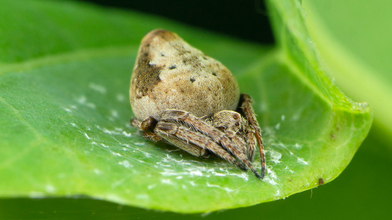 ﻿Eriovixia gryffindori