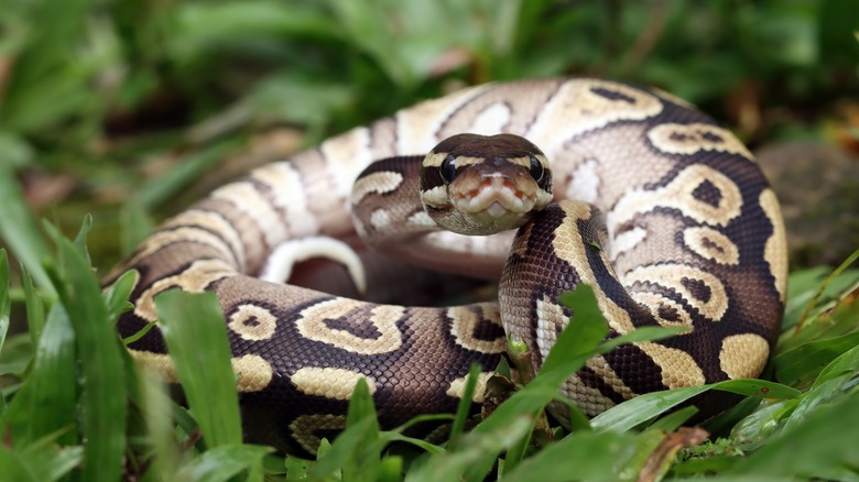 ball python on the jungle floor