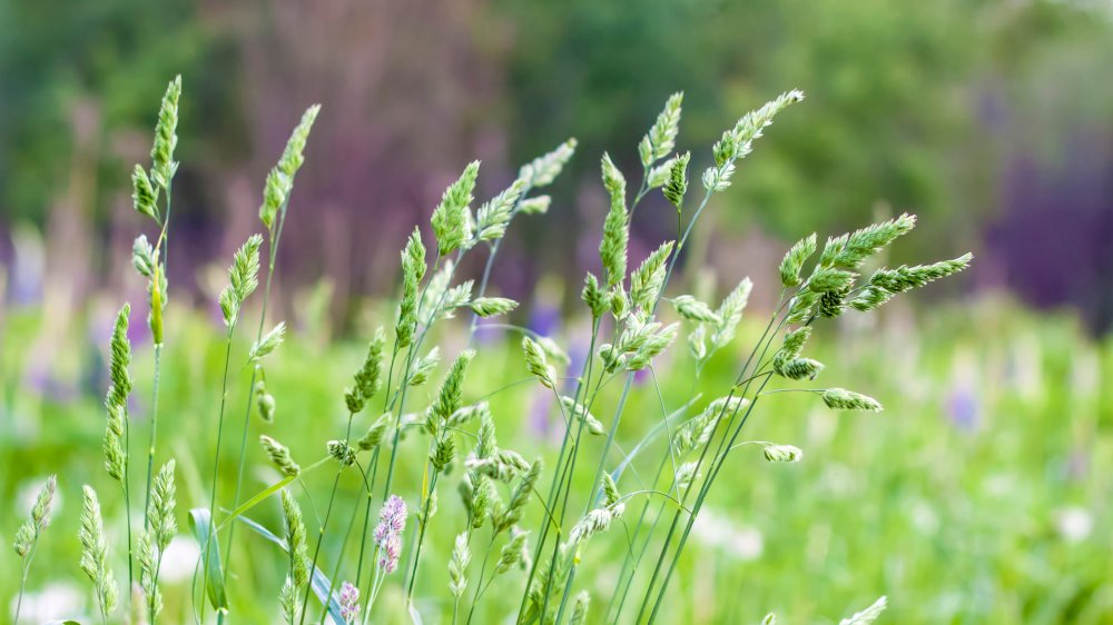 Singing Grass