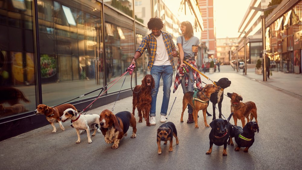 dog pack couple walking