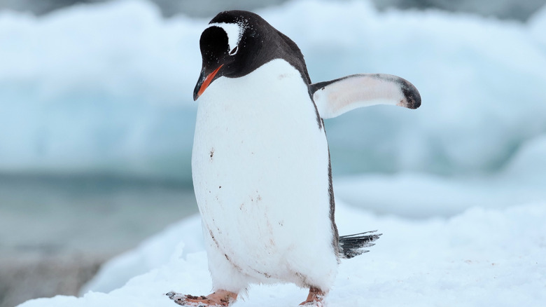 A penguin walking in Antarctica