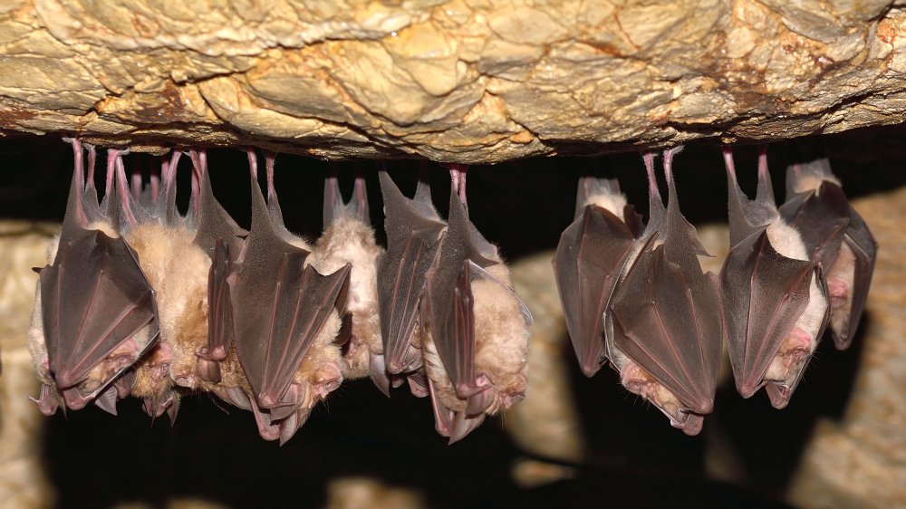 Bats in a cave