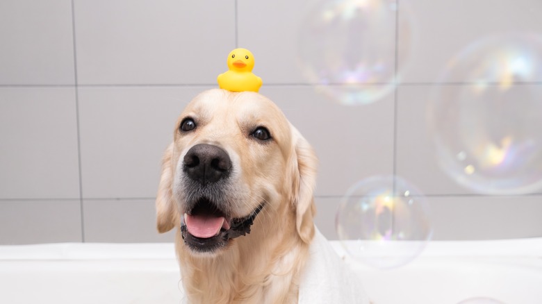 Dog rubber duck bathtub