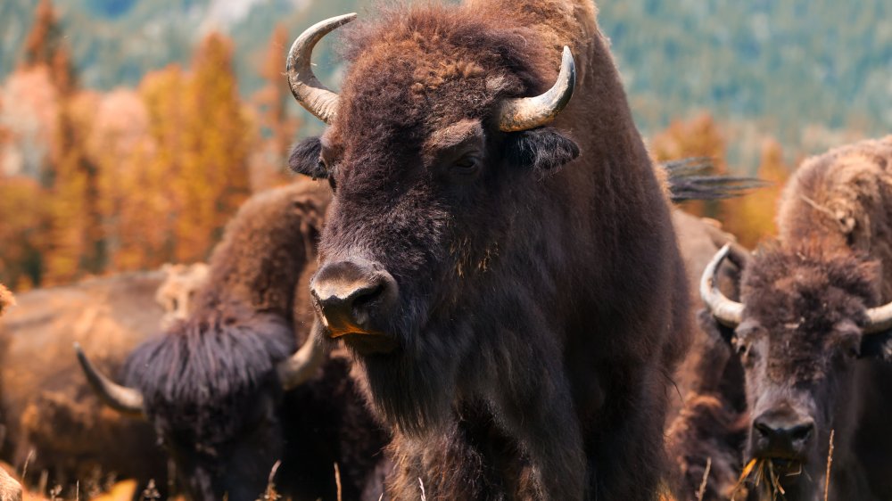 Egenskab lejlighed Wedge The Real Reason Buffalo Almost Went Extinct