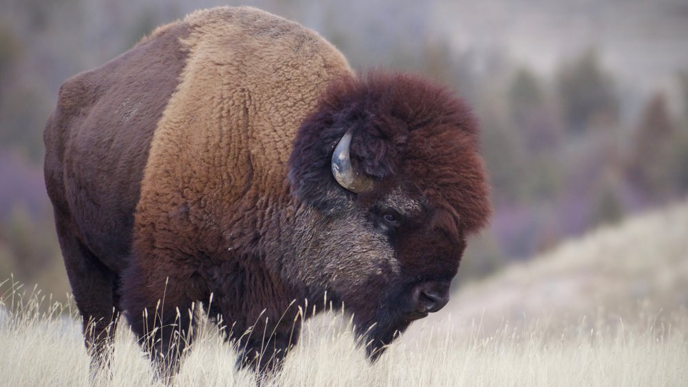 American buffalo