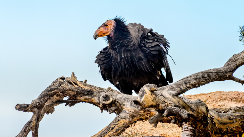 California Condor perched on branch