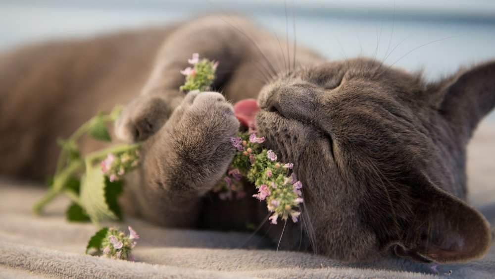 Cat enjoying catnip