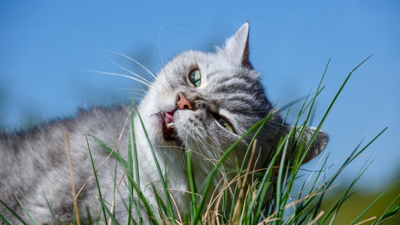 Cat eating grass