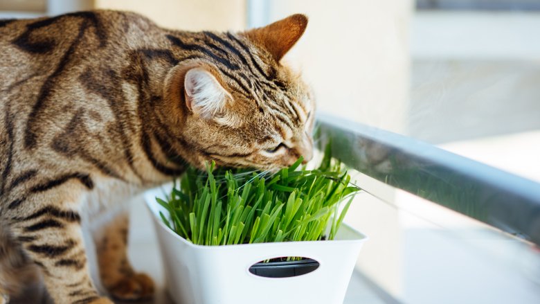 Cat eating grass