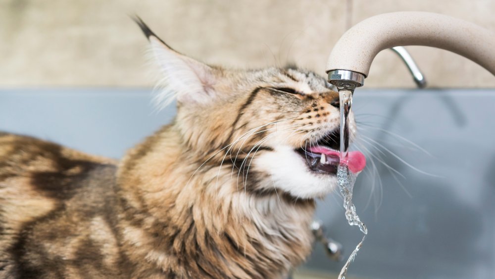 Cat drinking from a sink