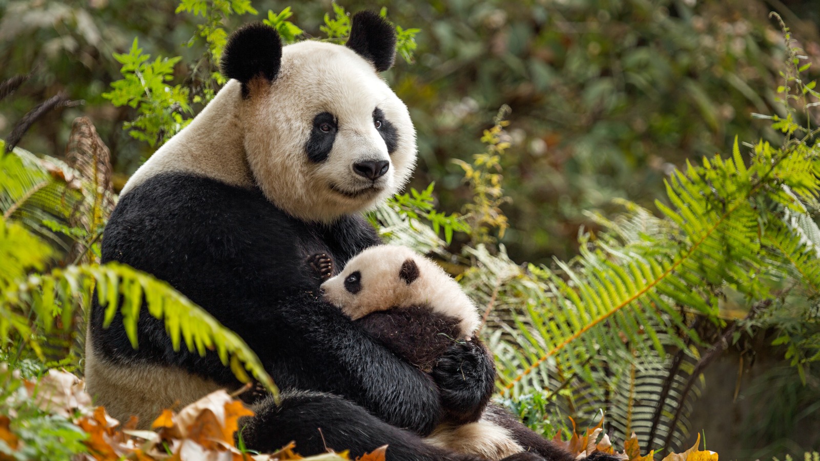 How has China's panda diplomacy evolved and where are its stars