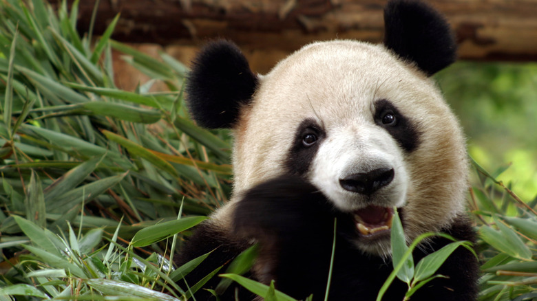 Giant panda eating