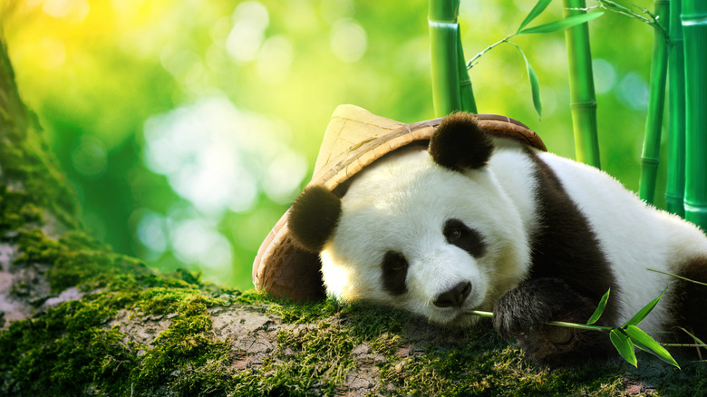 Giant panda in a bamboo hat