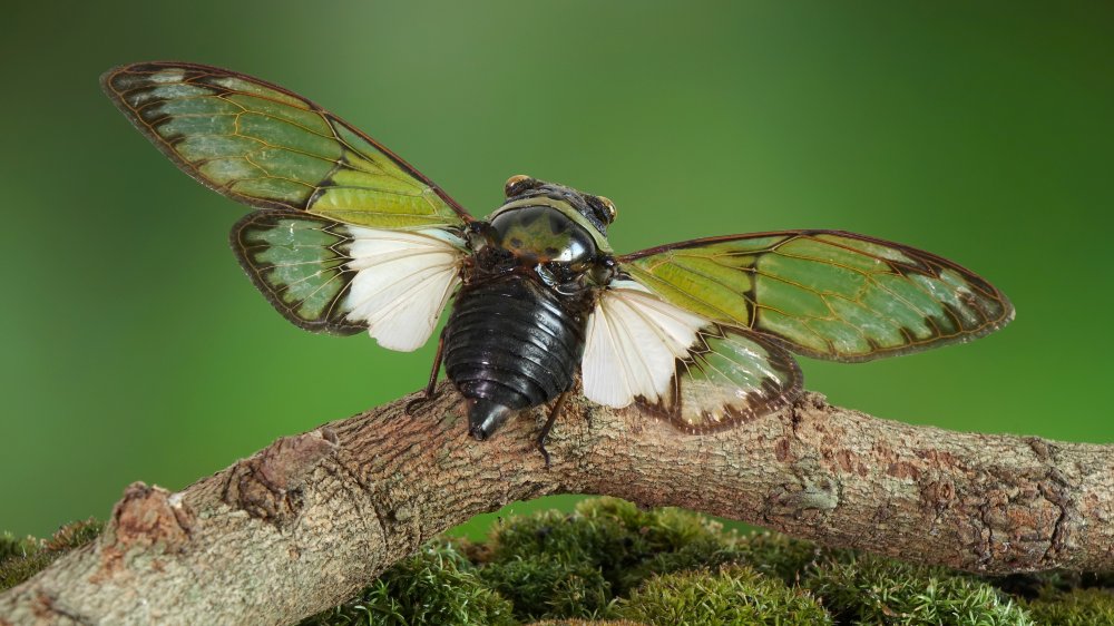 cicada