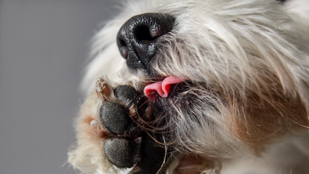 Dog licking paw