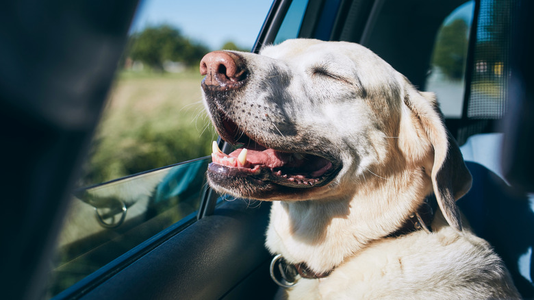 A dog with eyes closed at car window