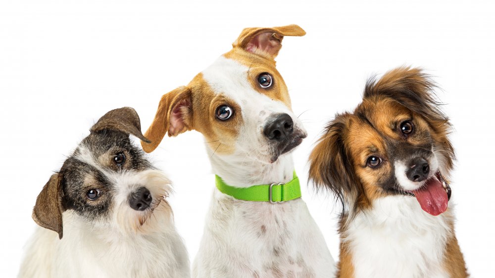 A photograph of three dogs tilting their heads.