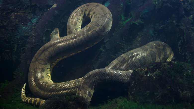 Green anaconda underwater