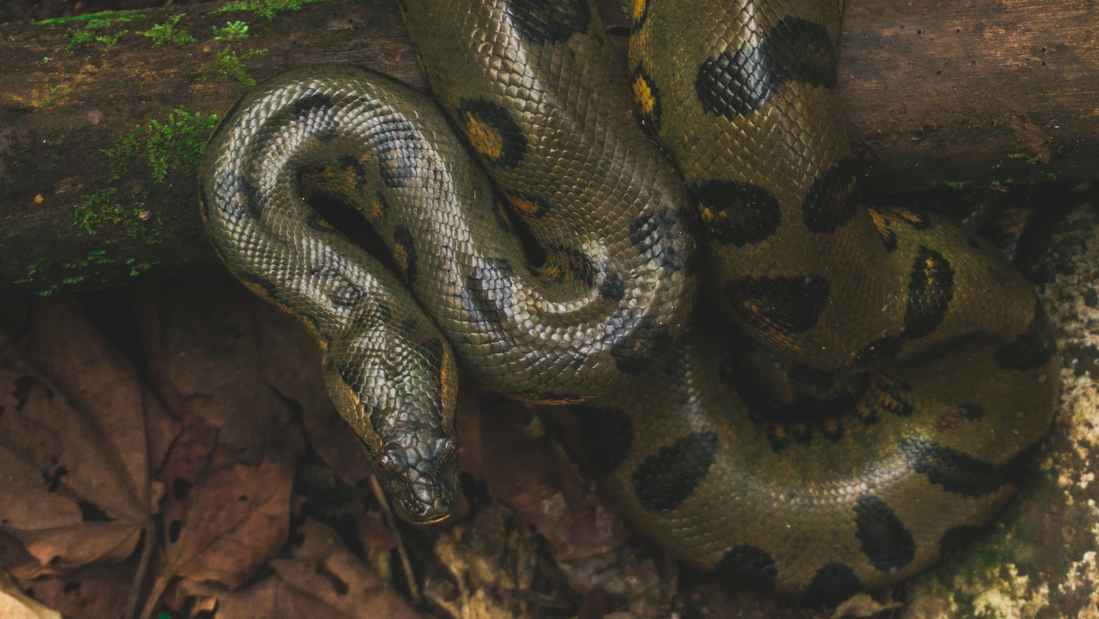 The Real Reason Female Anacondas Strangle And Eat Their Male Partners