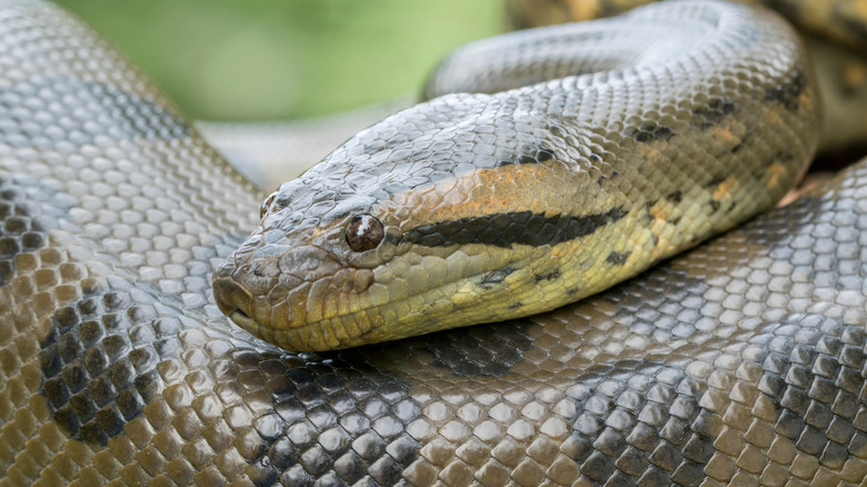 A green anaconda