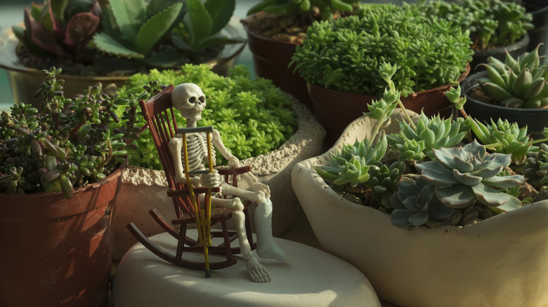 skeleton sitting among plants