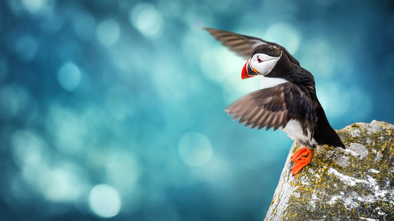 Pufflin standing on rock, wings extended