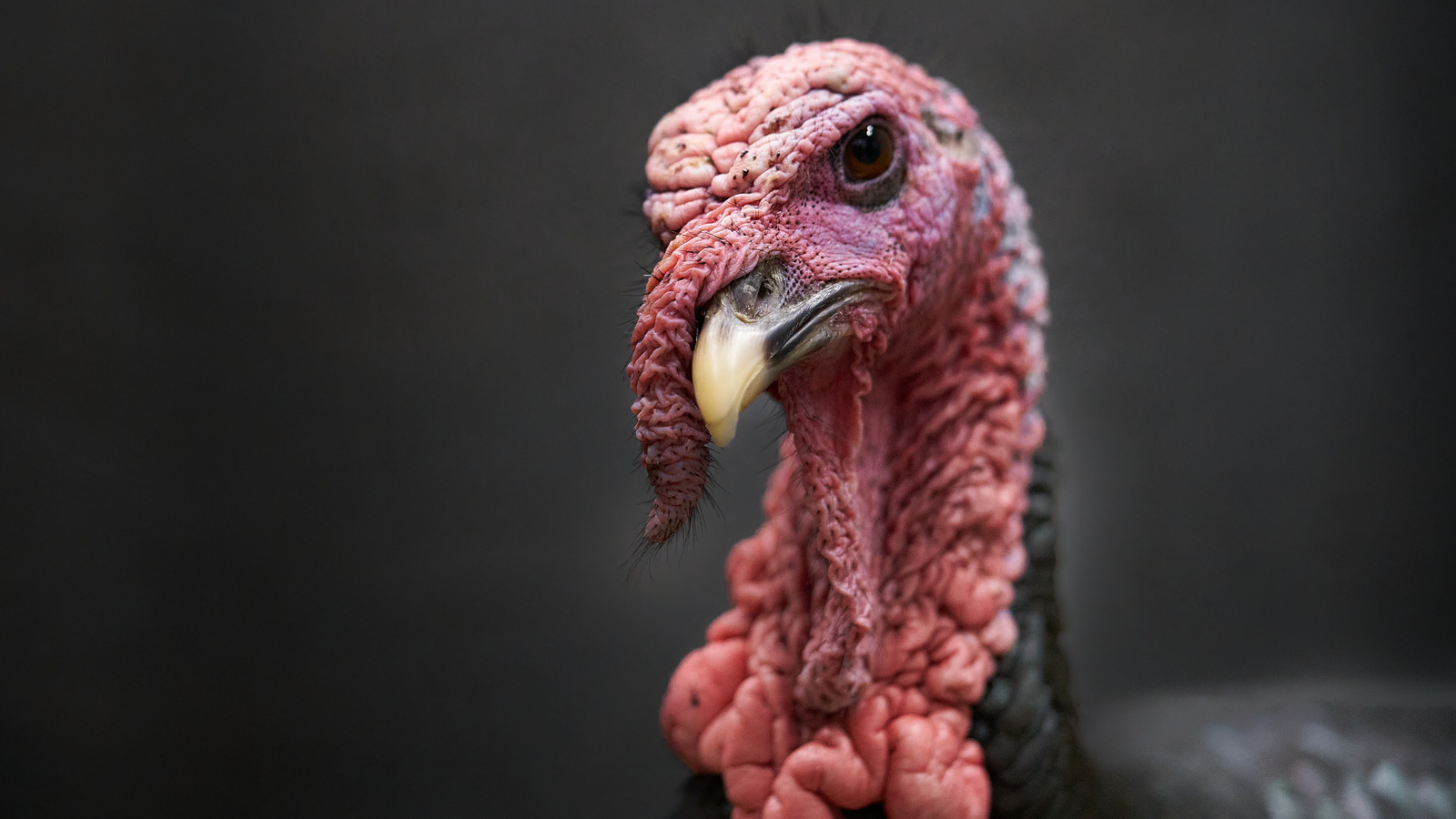 There's a Real-Life Celebrity in Unravel Two: This Vicious Turkey