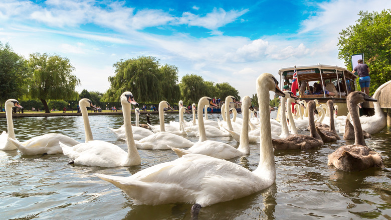 group of swans at pond