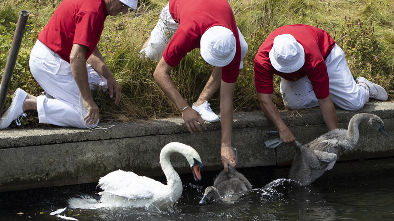 swan upping ceremony