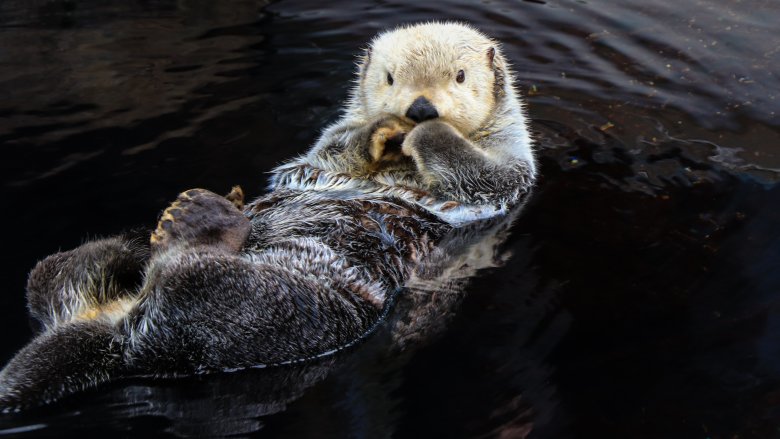 Sea otter