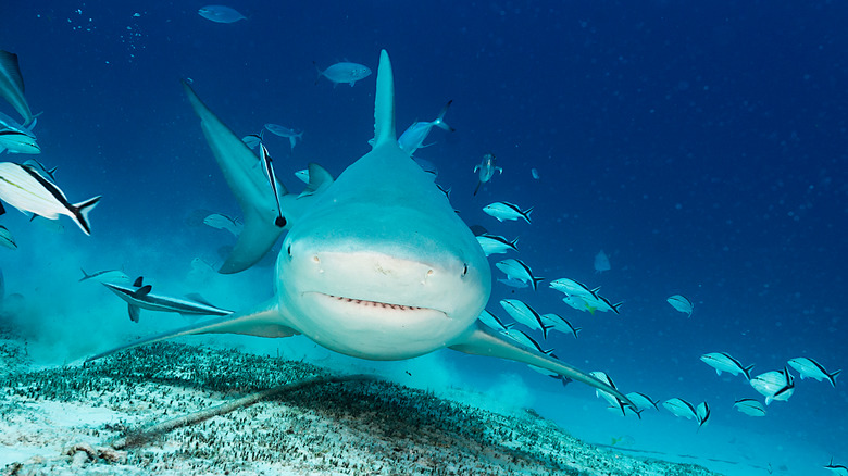 bull shark searching for prey