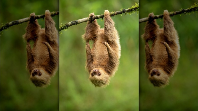 Sloth upside down