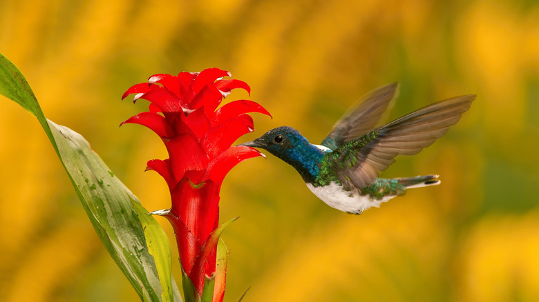 White-necked jacobin eating