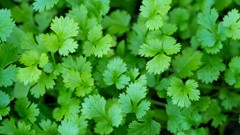 Cilantro leaves close-up