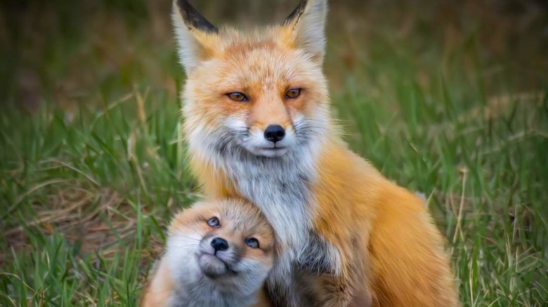 Mother fox and baby