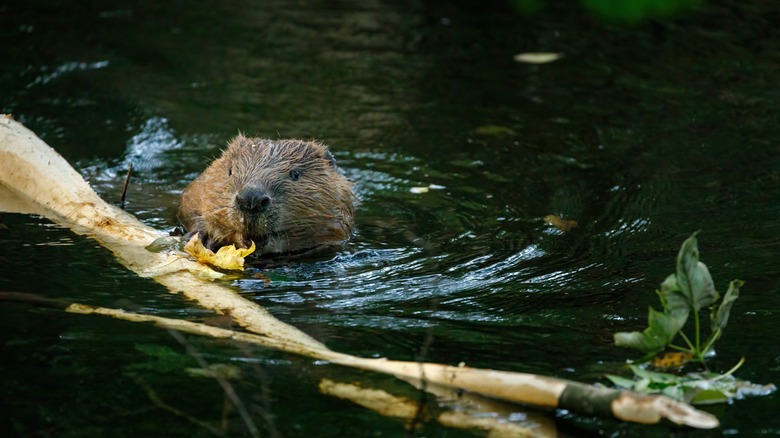 Beaver making dam