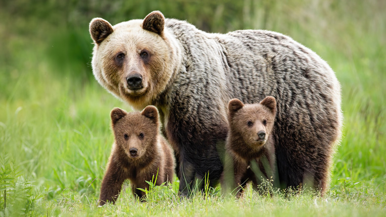 brown bear with cubs