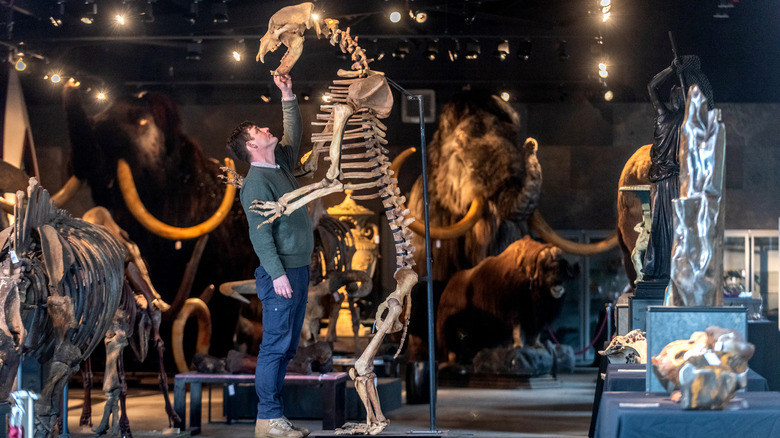 Curator adjusting cave bear skeleton