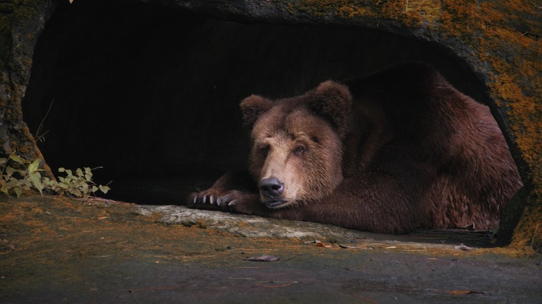 Bear hanging out in cave