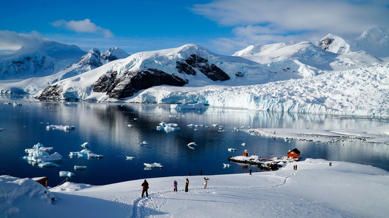 Visitors in Antarctica