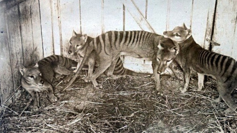 Tasmanian tigers in captivity