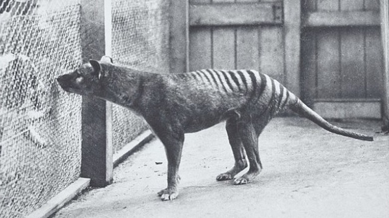 Thylacine at Hobart zoo