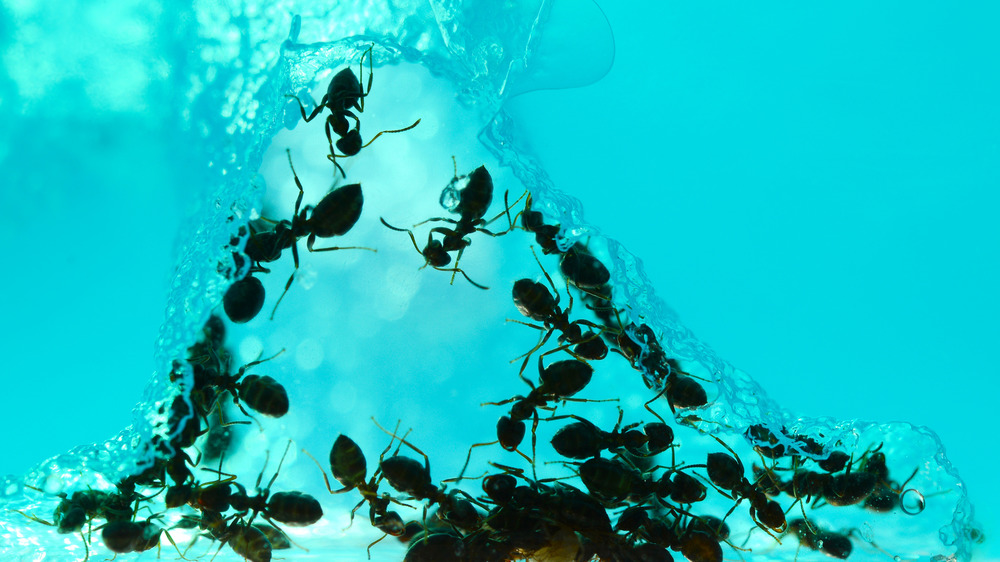 Ants moving within ant farm