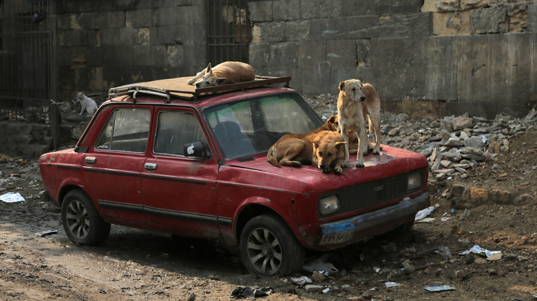 three stray dogs on car in cairo