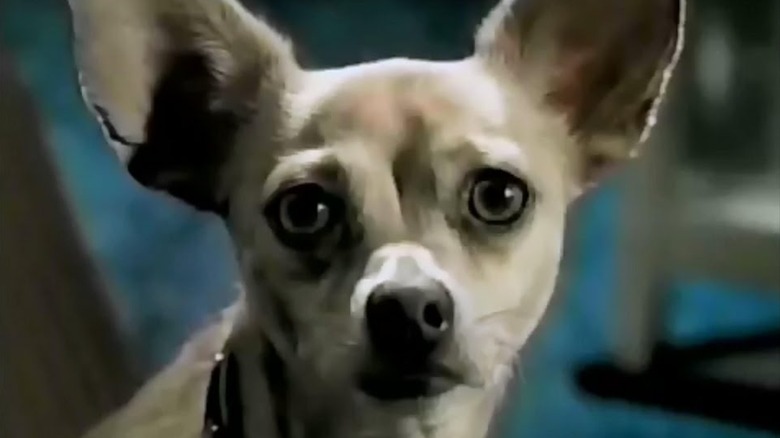 Taco Bell chihuahua