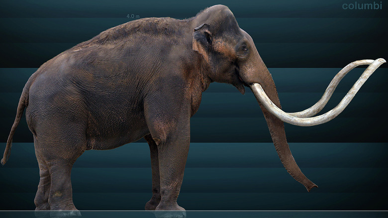 Columbian Mammoth model