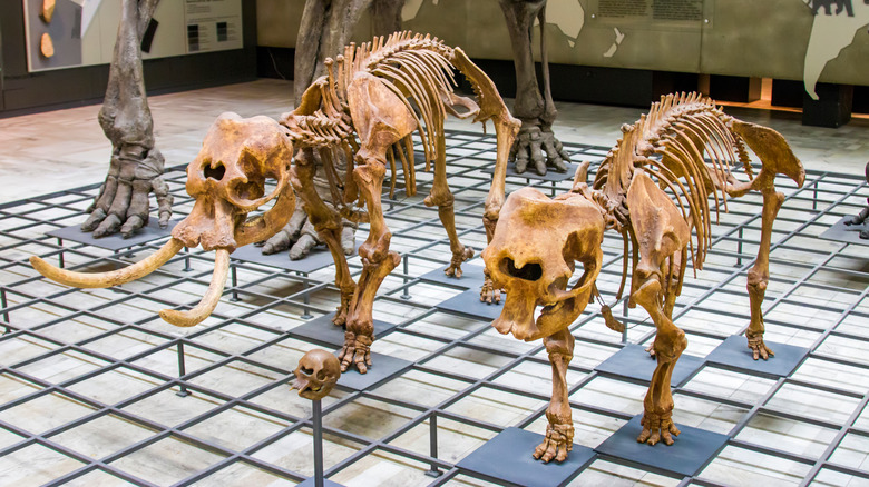 dwarf elephant skeletons on display
