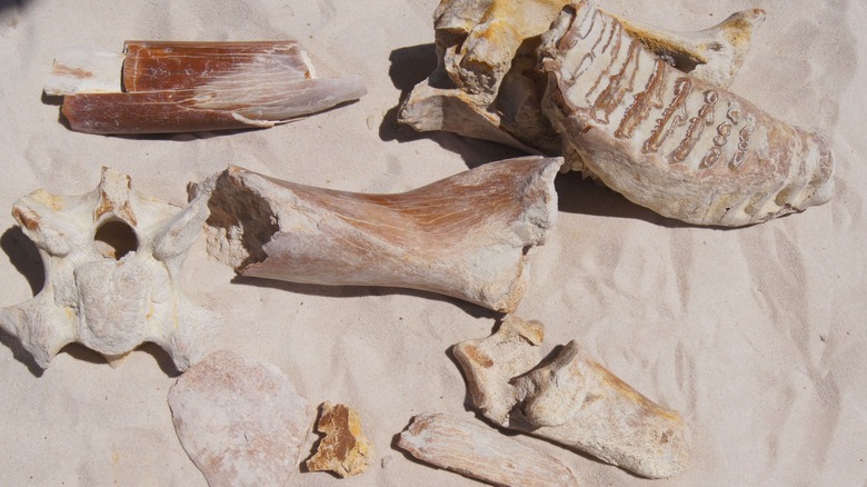 elephant fossils on sand