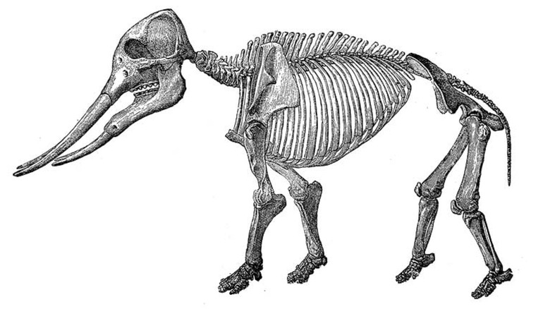 Gomphotherium angustidens skeleton illustrated