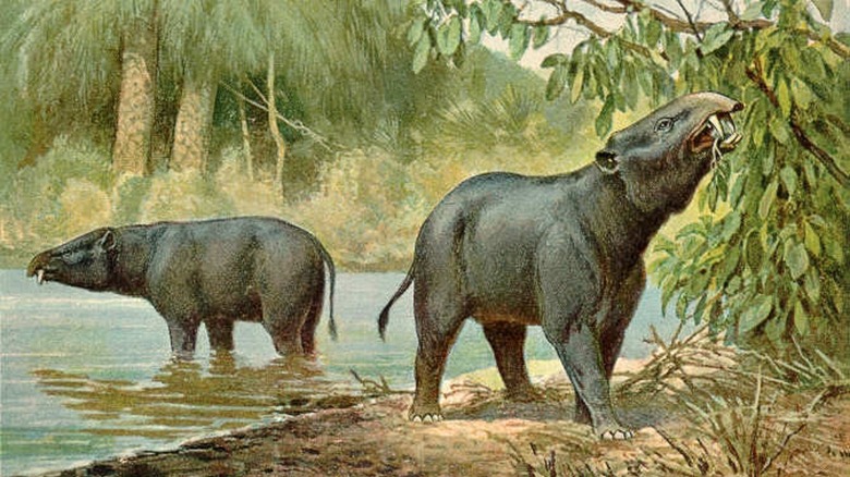 Moeritherium illustration